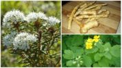 Varroa tekenafstotende planten