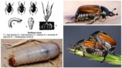 Scarabeo Di Pane