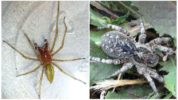 Etelä-Venäjän tarantula ja Sak-hämähäkki