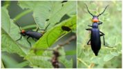 Black-Shpanka