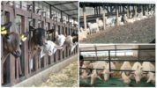 Karne ng kambing