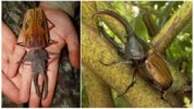 Boscaiolo brasiliano Boscaiolo e scarabeo Ercole