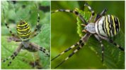 Tiikeri-hämähäkki Argiope Bruennich