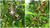 Tiikeri-hämähäkki Argiope Bruennich