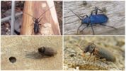 Scarabei di corteccia