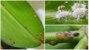 Mga Pests ng Phalaenopsis Orchids