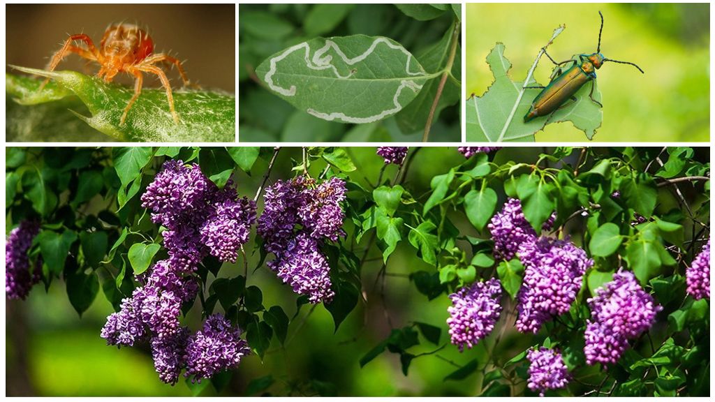 Sådan håndteres grønne bugs på en syrin