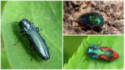 Gintong Beetle