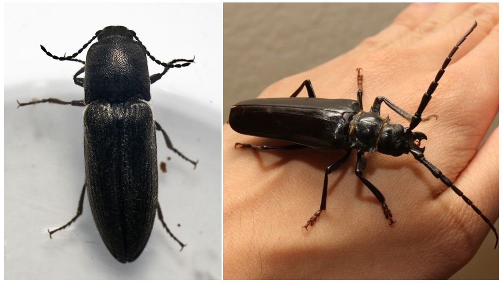 Beskrivelse og foto af nøddeknækkebillen (wireworm)