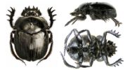 Scarabeo