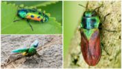 Gintong Beetle