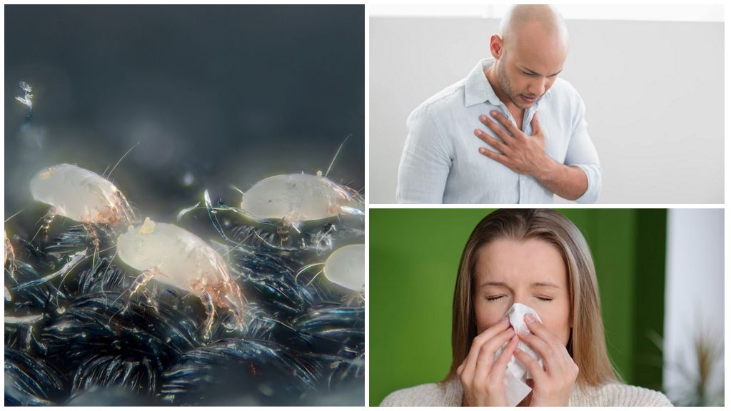 Symptomer og behandling af flåttallergier i husstøv