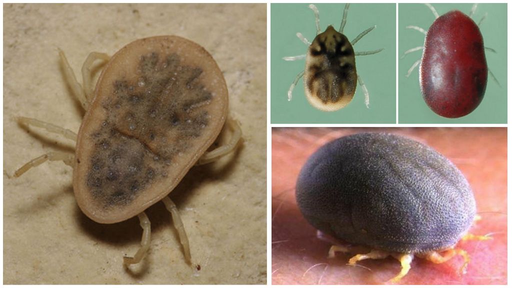 Argas Mites