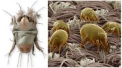 Mga lino mites
