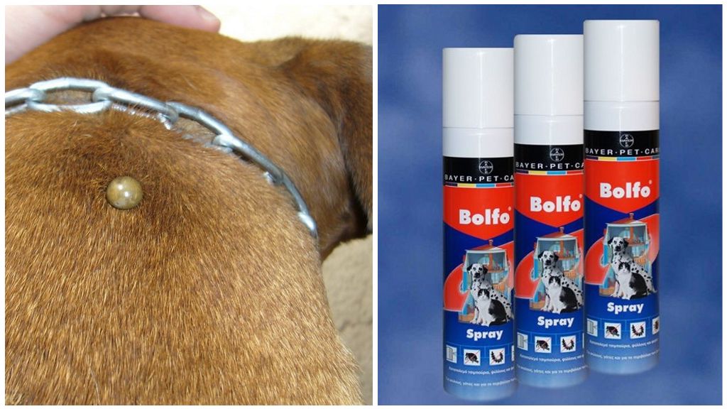 Suns Tick Bolfo Spray