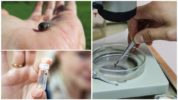 Tick ​​diagnose