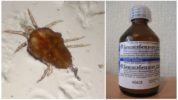 Tik benzylbenzoatemulsion