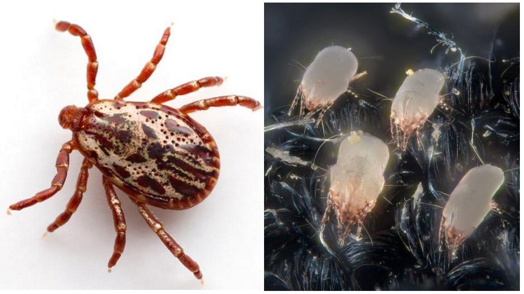 Paglalarawan at larawan ng mga puting ticks