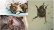 Otodectosis o Mga Scabies sa Tainga