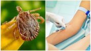 Diagnose van door teken overgedragen encefalitis