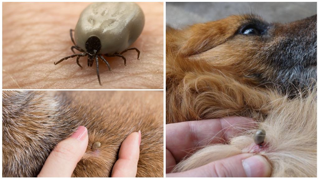 Hvor længe sidder en hake på en hund