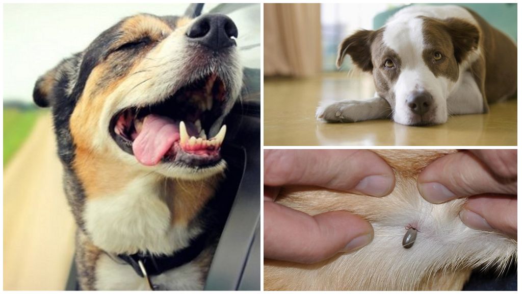 Door teken overgedragen encefalitis bij honden: symptomen en behandeling