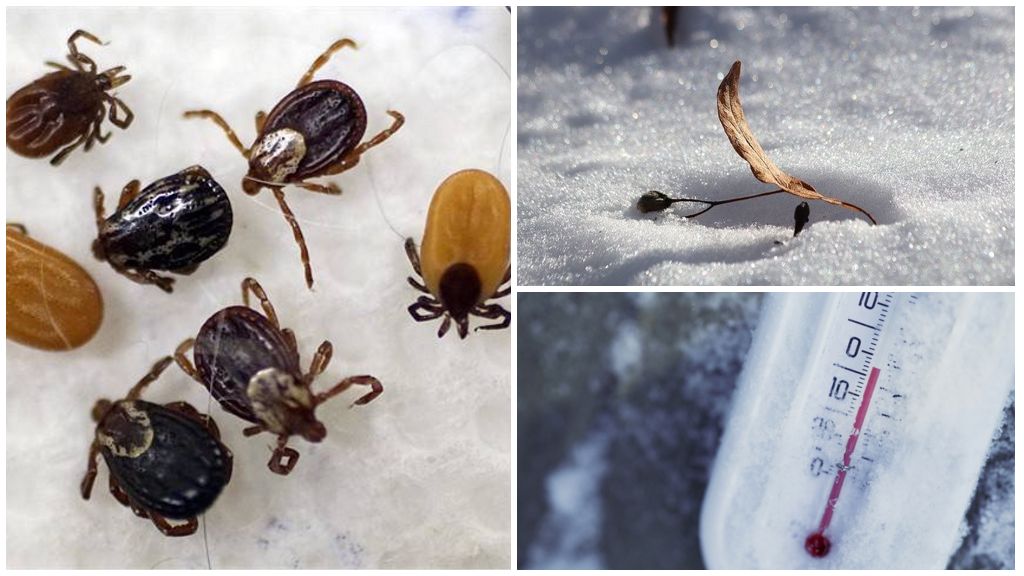 Saan at kung paano ticks ang hibernate, epekto ng temperatura