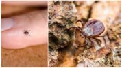 Mga Ticks
