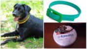 Kraver til hunde fra flåter