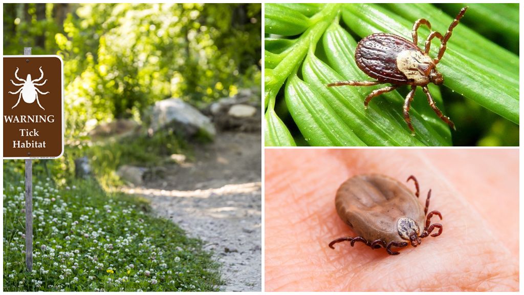 Mag-ingat sa mga ticks: pag-uusap para sa mga bata