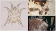 Mga Psoroptoid mites
