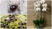 Shell mite sa isang orchid