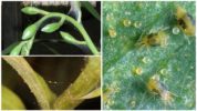 Orchid spider mite