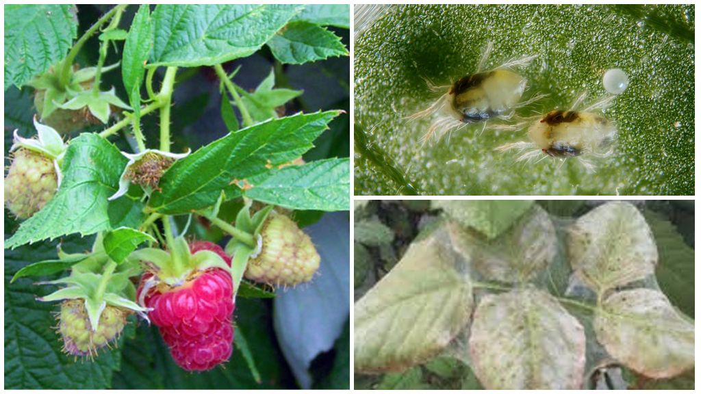 Paano makitungo sa isang spider mite sa mga raspberry