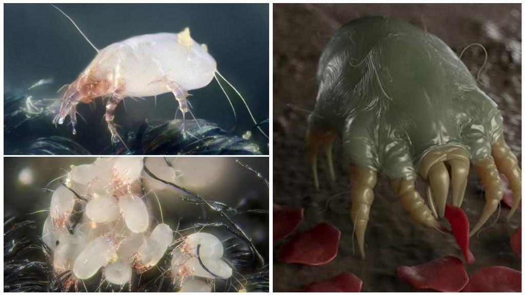Pincer tik (feather)