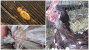Chick feather tik