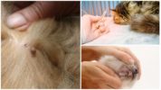 Ang pyroplasmosis sa mga pusa
