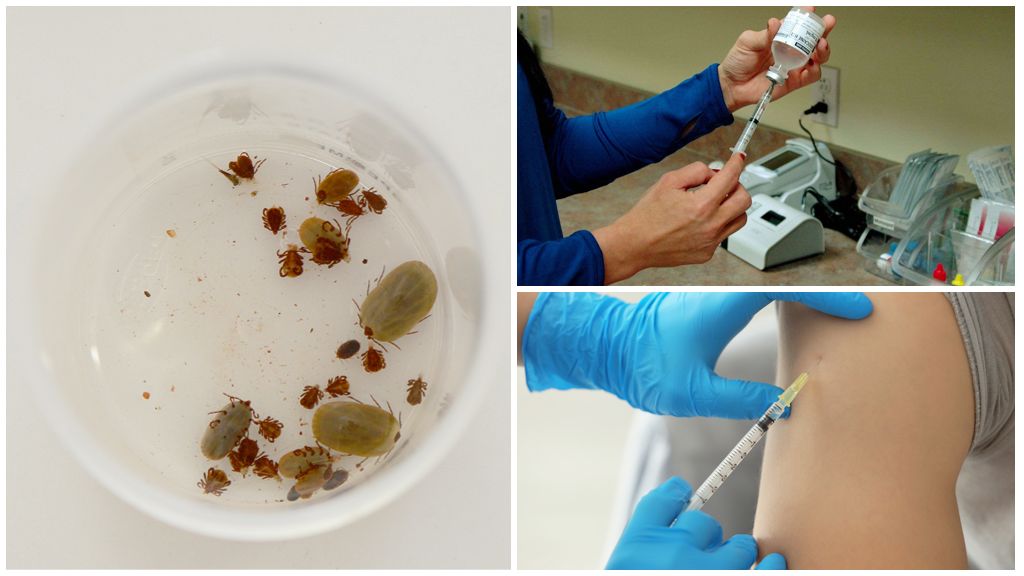 Hvor får man gratis eller betalt vaccination mod tick-båret encephalitis i Skt. Petersborg