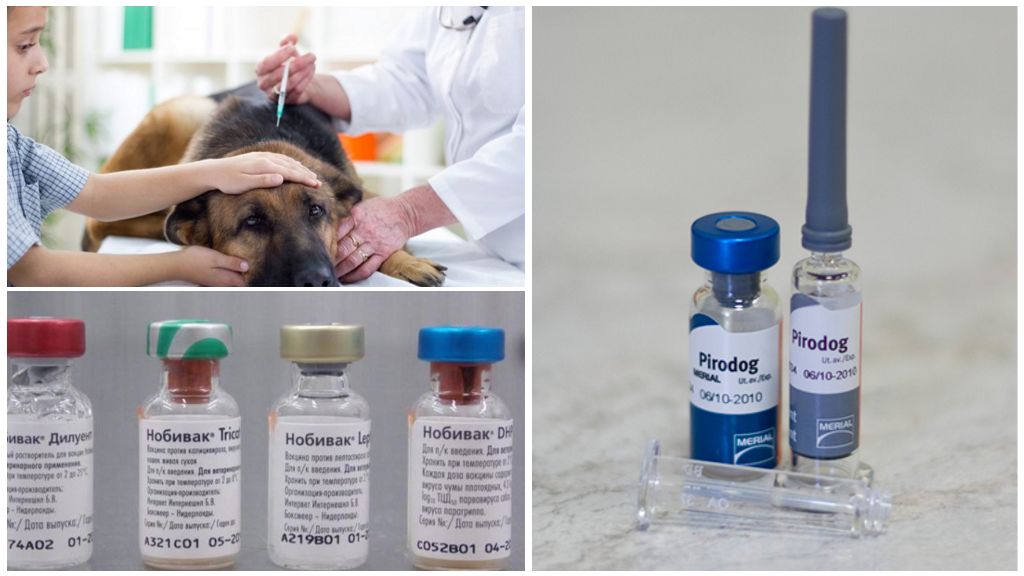 Piroplasmosis vaccineinjektioner til hunde