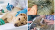 Vaccinazione contro la piroplasmosi nei cani