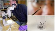 Pudota tutkimus laboratoriossa