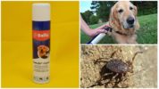 Suns Tick Bolfo Spray