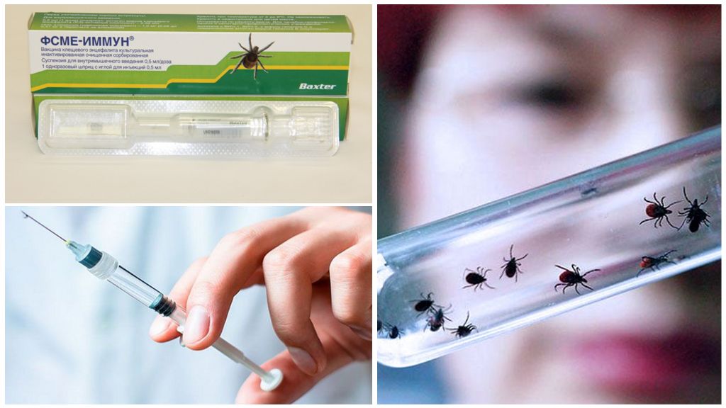 Ticks i Jekaterinburg: hvor man skal videregive, tests, vaccinationer
