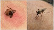 Tick ​​i mossegada de mosquit