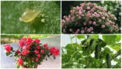 Mite kasvit