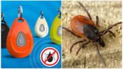 Ultraskaņas ērču repellers ZeroBugs