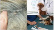 Pyroplasmose bij honden