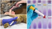 Pyroplasmose bij honden