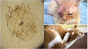 Sarcoptosi negli animali