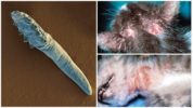 Demodex nei gatti